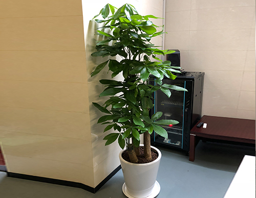 步步高發財樹綠植租擺